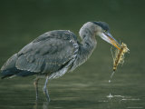 Juvenile Gray Heron Forages in Shallow Waters Photographic Print by Klaus Nigge