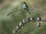 European Bee Eater Perched on a Branch with a Flock of Sparrows Photographie par Klaus Nigge