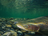 Atlantic Salmon Swimming Upriver to Spawn Photographic Print