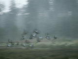 Common Cranes Taking Flight on a Foggy Morning Photographic Print by Klaus Nigge