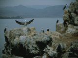 Blue-Footed Boobies Roost in a Rocky Outcropping on the Chilean Coast Photographic Print by Joel Sartore