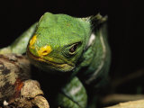 Close View of the Head of a Crested Iguana Photographic Print