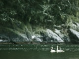 Pair of Trumpeter Swans Swim in a Body of Water with Their Young Photographic Print