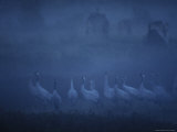 Common Cranes Standing in a Foggy Landscape Photographic Print