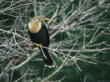 Anhinga Perches on a Tree Branch on Floridas Gulf Coast Photographie