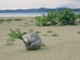 Sprouting Coconut Lying on a Sandy Beach Photographic Print