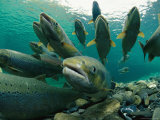 Atlantic Salmon Swimming Upriver to Spawn Photographie par Paul Nicklen