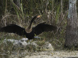 Anhinga Spreads its Wings on Floridas Gulf Coast Photographie par Klaus Nigge