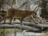Mountain Lion Crosses a Creek on a Fallen Log Photographic Print
