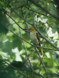 Female Golden Oriole with an Insect in her Bill Photographic Print