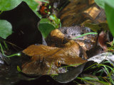 Close View of a Snake Moving Through Foliage Photographic Print by Michael Nichols