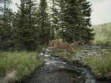 Mountain Lion Leaps across a Forest Stream Photographic Print