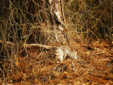 Endangered Delmarva Fox Squirrel Gathering Pine Nuts Photographic Print