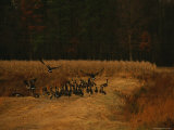 Canada Geese on a Raised Dike Photographic Print