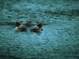 Hippopotamus Peers Out of the Water Lámina fotográfica Hippopotamus Peers Out of the Water Lámina fotográfica