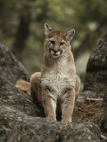 Portrait of a Mountain Lion Photographic Print
