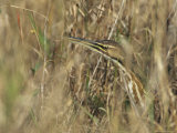 American Bittern on Floridas Gulf Coast Photographie