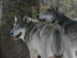 Two Gray Wolves Look over Their Shoulders Fotoprint van Jim And Jamie Dutcher Two Gray Wolves Look over Their Shoulders Fotoprint van Jim And Jamie Dutcher