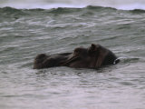 Hippopotamus Swimming in the Atlantic off of Gabons Coast Lámina fotográfica Hippopotamus Swimming in the Atlantic off of Gabons Coast Lámina fotográfica