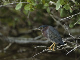 Green Heron on Floridas Gulf Coast Photographic Print