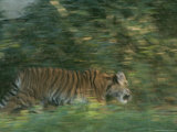 Captive Tiger Cub Moves Through Bushes Photographic Print by Taylor S. Kennedy