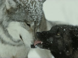 Mid-Rank Gray Wolf Submits to the Alpha Photographie