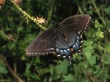 Tiger Swallowtail Rests on a Thistle Branch Photographic Print