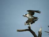 Pair of Ospreys Mating in the Top of a Dead Tree Photographie par Klaus Nigge