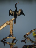 Male Anhinga Perches on a Tree Stump above a Coastal Lagoon Lámina fotográfica
