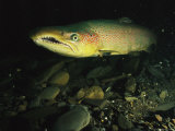 Male Salmon Changes from Silver to Rust Color Photographic Print