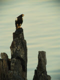 Vocalizing Stellers Sea Eagle Perches on a Rock Photographic Print