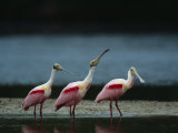 Trio of Roseate Spoonbills Are Reflected in a Coastal Lagoon Photographic Print by Klaus Nigge