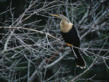 Female Anhinga Perches on a Tree Branch above a Freshwater Pond Photographic Print by Klaus Nigge
