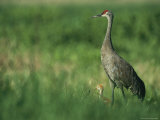 Sandhill Crane and Young Photographic Print