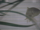 Fish in an Aquarium as Seen Through a Screen Photographic Print