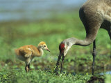 Sandhill Crane and Young Photographic Print