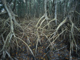Thick Tangle of Mangrove Tree Roots Photographic Print by Klaus Nigge Thick Tangle of Mangrove Tree Roots Photographic Print by Klaus Nigge