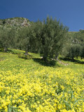 Hilly Spanish Countryside with Wildflowers Photographic Print by Richard Nowitz