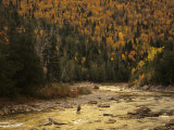 Fly-Fisherman Lays Out a Perfect Cast in Search of Atlantic Salmon Photographic Print
