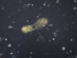 Painted Outline of a Footprint on the Street Photographic Print