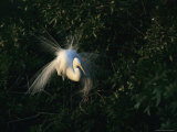 Great Egret Displays its Plumage Photographic Print