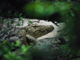 Crocodile Photographed Through Dense Foliage Lámina fotográfica