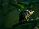 Chameleon Traversing a Thin Branch Photographic Print by Michael Nichols