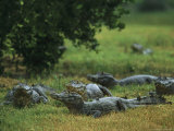 Caimans in the Marshes of the Southern Pantanal Lámina fotográfica Caimans in the Marshes of the Southern Pantanal Lámina fotográfica