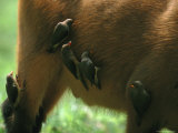 Small Birds Peck Parasites from the Hide of a Forest Buffalo Photographic Print by Michael Nichols