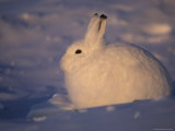 Portrait of an Arctic Hare in its White Winter Coat Lámina fotográfica Portrait of an Arctic Hare in its White Winter Coat Lámina fotográfica