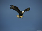 American Bald Eagle in Flight Photographic Print by Tom Murphy