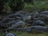 Large Cluster of Caimans in the Marshes of the Southern Pantanal Photographic Print by Steve Winter