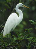 Great Egret Perches on a Tree Branch Photographic Print