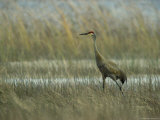 Sandhill Crane Stands Amid the Tall Grass of a Marsh Photographic Print
